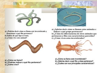 a) ¿Podrías decir cómo se llama este invertebrado y
mencionar a qué filo pertenece?
b) Indica de qué tipo se trata.
c) ¿Cómo vive este animal?
a) ¿Sabrías decir cómo se llaman estos animales e
indicar a qué grupo pertenecen?
b) ¿Cómo los diferenciarías de otros animales que
pertenecen a filos con características parecidas?
c) ¿Cómo viven estos invertebrados?
a) ¿Cómo se llama?
b) ¿Podrías indicar a qué filo pertenece?
c) ¿Cómo vive?
a) ¿Cómo se llama este invertebrado?
b) ¿Sabrías decir a qué filo y clase pertenece?
c) ¿Cuáles son sus principales características?
 