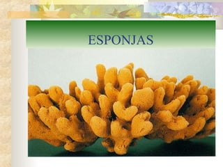 ESPONJAS
 