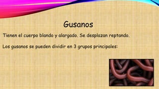 Gusanos
Tienen el cuerpo blando y alargado. Se desplazan reptando.
Los gusanos se pueden dividir en 3 grupos principales:
 