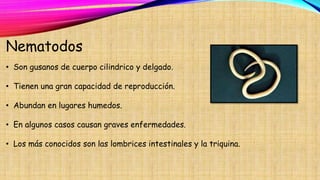 Nematodos
• Son gusanos de cuerpo cilindrico y delgado.
• Tienen una gran capacidad de reproducción.
• Abundan en lugares humedos.
• En algunos casos causan graves enfermedades.
• Los más conocidos son las lombrices intestinales y la triquina.
 