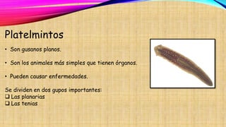 Platelmintos
• Son gusanos planos.
• Son los animales más simples que tienen órganos.
• Pueden causar enfermedades.
Se dividen en dos gupos importantes:
 Las planarias
 Las tenias
 