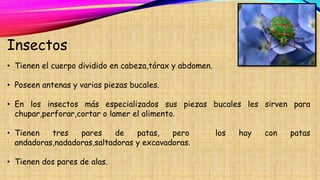 Insectos
• Tienen el cuerpo dividido en cabeza,tórax y abdomen.
• Poseen antenas y varias piezas bucales.
• En los insectos más especializados sus piezas bucales les sirven para
chupar,perforar,cortar o lamer el alimento.
• Tienen tres pares de patas, pero los hay con patas
andadoras,nadadoras,saltadoras y excavadoras.
• Tienen dos pares de alas.
 