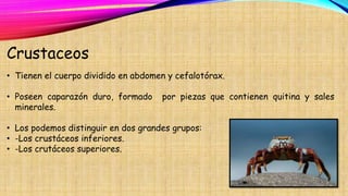 Crustaceos
• Tienen el cuerpo dividido en abdomen y cefalotórax.
• Poseen caparazón duro, formado por piezas que contienen quitina y sales
minerales.
• Los podemos distinguir en dos grandes grupos:
• -Los crustáceos inferiores.
• -Los crutáceos superiores.
 