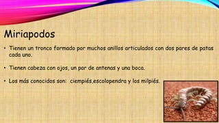 Miriapodos
• Tienen un tronco formado por muchos anillos articulados con dos pares de patas
cada uno.
• Tienen cabeza con ojos, un par de antenas y una boca.
• Los más conocidos son: ciempiés,escolopendra y los milpiés.
 