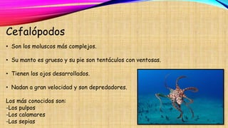 Cefalópodos
• Son los moluscos más complejos.
• Su manto es grueso y su pie son tentáculos con ventosas.
• Tienen los ojos desarrollados.
• Nadan a gran velocidad y son depredadores.
Los más conocidos son:
-Los pulpos
-Los calamares
-Las sepias
 