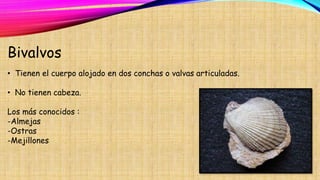 Bivalvos
• Tienen el cuerpo alojado en dos conchas o valvas articuladas.
• No tienen cabeza.
Los más conocidos :
-Almejas
-Ostras
-Mejillones
 