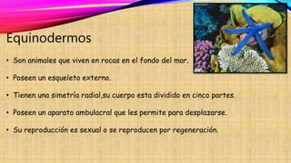Equinodermos
• Son animales que viven en rocas en el fondo del mar.
• Poseen un esqueleto externo.
• Tienen una simetría radial,su cuerpo esta dividido en cinco partes.
• Poseen un aparato ambulacral que les permite para desplazarse.
• Su reproducción es sexual o se reproducen por regeneración.
 