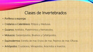 Clases de Invertebrados
• Poríferos o esponjas
• Cnidarios o Celentéreos: Pólipos y Medusas.
• Gusanos: Anélidos, Platelmintos y Nematodos.
• Moluscos: Gasterópodos, Bivalvos y Cefalópodos.
• Equinodermos: Estrella de mar, Erizos de mar, Pepinos de mar, Ofiuras.
• Artrópodos: Crustáceos, Miriapodos, Arácnidos e Insectos.
 