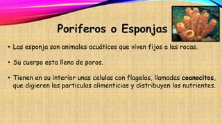 Poriferos o Esponjas
• Las esponja son animales acuáticos que viven fijos a las rocas.
• Su cuerpo esta lleno de poros.
• Tienen en su interior unas celulas con flagelos, llamadas coanocitos,
que digieren las particulas alimenticias y distribuyen los nutrientes.
 