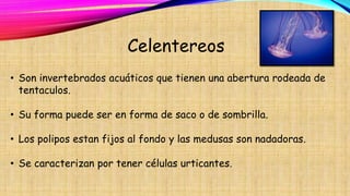 Celentereos
• Son invertebrados acuáticos que tienen una abertura rodeada de
tentaculos.
• Su forma puede ser en forma de saco o de sombrilla.
• Los polipos estan fijos al fondo y las medusas son nadadoras.
• Se caracterizan por tener células urticantes.
 