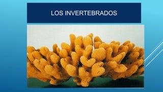 LOS INVERTEBRADOS
 