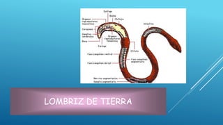 LOMBRIZ DE TIERRA
 