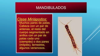 MANDIBULADOS
Clase Miriápodos:
Muchos pares de patas.
Cabeza con un par de
antenas, el resto del
cuerpo segmentado en
anillos con un par de
patas cada uno
(ciempiés) o dos pares
(milpiés), terrestres,
algunos venenosos.
 