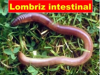 Lombriz intestinal
 