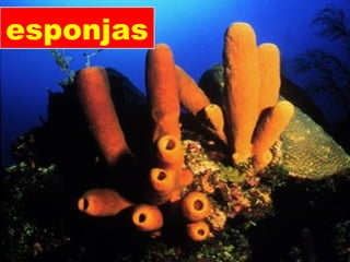 esponjas
 