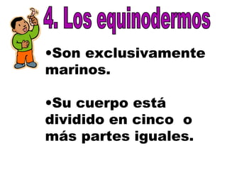 •Son exclusivamente
marinos.
•Su cuerpo está
dividido en cinco o
más partes iguales.
 