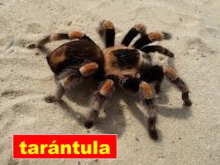 tarántula
 