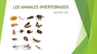 LOS ANIMALES INVERTEBRADOS
JUAN SOTO 1ºESO
 