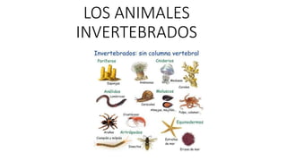 LOS ANIMALES
INVERTEBRADOS
 