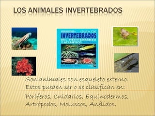 Son animales con esqueleto externo. Estos pueden ser o se clasifican en:  Poríferos, Cnidarios, Equinodermos, Artrópodos, Moluscos, Anélidos.  