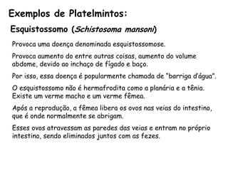 Exemplos de Platelmintos: 
Esquistossomo (Schistosoma mansoni) 
Provoca uma doença denominada esquistossomose. 
Provoca aumento do entre outras coisas, aumento do volume abdome, devido ao inchaço de fígado e baço. 
Por isso, essa doença é popularmente chamada de “barriga d’água”. 
O esquistossomo não é hermafrodita como a planária e a tênia. Existe um verme macho e um verme fêmea. 
Após a reprodução, a fêmea libera os ovos nas veias do intestino, que é onde normalmente se abrigam. 
Esses ovos atravessam as paredes das veias e entram no próprio intestino, sendo eliminados juntos com as fezes.  