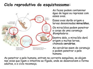 Ciclo reprodutivo do esquistossomo: 
Cercária deixa o caramujo e penetra na pele humana 
As fezes podem contaminar água de lagos ou represas com esses ovos. 
Esses ovos darão origem a larvas denominadas miracídios. 
Os miracídios podem penetrar o corpo de uma caramujo Biomphalaria . 
Dentro dele, o miracídio dará origem a muitas larvas, chamada cercárias. 
As cercárias saem do caramujo e podem penetrar a pele humana. 
Ao penetrar a pele humana, entram na corrente sanguínea, se alojam nas veias que ligam o intestino ao fígado, onde se desenvolvem e forma adultos, e o ciclo recomeça.  