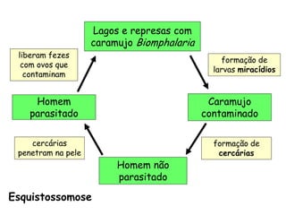 Lagos e represas com caramujo Biomphalaria 
Caramujo contaminado 
Homem não parasitado 
Homem parasitado 
liberam fezes com ovos que contaminam 
formação de larvas miracídios 
formação de cercárias 
cercárias penetram na pele 
Esquistossomose  