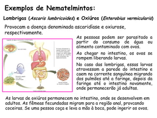 Exemplos de Nematelmintos: 
Lombrigas (Ascaris lumbricoides)e Oxiúros (Enterobius vermicularis) 
Provocam a doença denominada ascaridíase e oxiurose, respectivamente. 
Aspessoaspodemserparasitadoapartirdoconsumodeáguaoualimentocontaminadocomovos. 
Aochegarnointestino,osovosserompemliberandolarvas. 
Nocasodaslombrigas,essaslarvasatravessamaparededointestinoecaemnacorrentesanguíneamigrandodospulmõesatéafaringe,depoisdafaringeatéointestinonovamente, ondepermanecerãojáadultas. 
As larvas de oxiúros permanecem no intestino, onde se desenvolvem em adultos. As fêmeas fecundadas migram para a região anal, provcando coceiras. Se uma pessoa coça e leva a mão à boca, pode ingerir os ovos.  