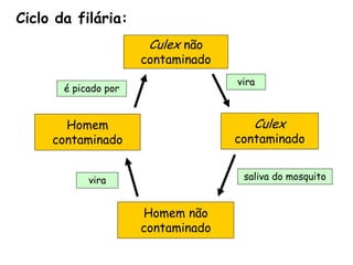 Culexnão contaminado 
Culex contaminado 
Homem não contaminado 
Homem contaminado 
saliva do mosquito 
Ciclo da filária: 
é picado por 
vira 
vira  
