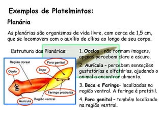 Exemplos de Platelmintos: 
Planária 
As planárias são organismos de vida livre, com cerca de 1,5 cm, que se locomovem com o auxílio de cílios ao longo de seu corpo. 
1. Ocelos–não formam imagens, apenas percebem claro e escuro. 
2. Aurícula–percebem sensações gustatórias e olfatórias, ajudando o animal a encontrar alimento. 
3. Boca e Faringe–localizadas na região ventral. A faringe é protátil. 
4. Poro genital–também localizado na região ventral. 
Estrutura das Planárias:  