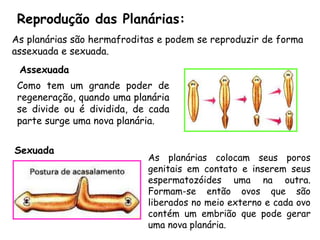 Reprodução das Planárias: 
As planárias são hermafroditas e podem se reproduzir de forma assexuada e sexuada. 
Comotemumgrandepoderderegeneração,quandoumaplanáriasedivideouédividida,decadapartesurgeumanovaplanária. 
Assexuada 
Asplanáriascolocamseusporosgenitaisemcontatoeinseremseusespermatozóidesumanaoutra. Formam-seentãoovosquesãoliberadosnomeioexternoecadaovocontémumembriãoquepodegerarumanovaplanária. 
Sexuada  