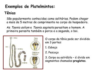Exemplos de Platelmintos: 
Tênias 
São popularmente conhecidas como solitárias. Podem chegar a mais de 5 metros de comprimento no corpo do hospedeiro. 
As Taenia solium e Taenia saginata parasitam o homem. A primeira parasita também o porco e a segunda, o boi. 
O corpo da tênia pode ser dividido em 3 partes: 
1. Cabeça 
2. Pescoço 
3. Corpo ou estróbilo –é divido em segmentos chamados proglotes.  