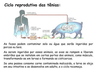 Ciclo reprodutivo das tênias: 
Asfezespodemcontaminarsoloouáguaqueserãoingeridosporporcosoubois. 
Aoseremingeridosporessesanimais,osovosserompemeliberamembriõesqueseinstalamemcertaspartesdosanimais,comomúsculo, transformando-seemlarvaseformandooscisticercos. 
Seumapessoaconsomecarnecontaminadamalcozida,alarvasealojaemseuintestinoesedesenvolveemadulto,eociclorecomeça.  