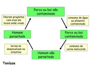 Porco ou boi não contaminado 
Porco ou boi contaminado 
Homem não parasitado 
Homem parasitado 
liberam proglotes com ovos em locais onde vivem 
consumo de água ou alimento contaminado 
consumo de carne malcozida 
larvas se desenvolvem no intestino 
Teníase  