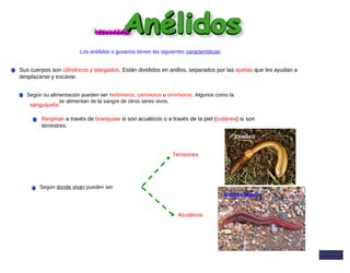 Los anélidos o gusanos tienen las siguientes características:
Según donde vivan pueden ser:
Terrestres
Acuáticos
Lombriz
Gusano Marino
Según su alimentación pueden ser herbívoros, carnívoros u omnívoros. Algunos como la
se alimentan de la sangre de otros seres vivos.
sanguijuela
Sus cuerpos son cilíndricos y alargados. Están divididos en anillos, separados por las quetas que les ayudan a
desplazarse y excavar.
Respiran a través de branquias si son acuáticos o a través de la piel (cutánea) si son
terrestres.
 