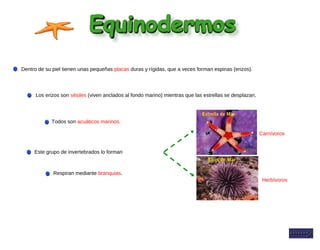 Este grupo de invertebrados lo forman
Erizo de Mar
Estrella de Mar
Dentro de su piel tienen unas pequeñas placas duras y rígidas, que a veces forman espinas (erizos).
Respiran mediante branquias.
Todos son acuáticos marinos.
Los erizos son sésiles (viven anclados al fondo marino) mientras que las estrellas se desplazan.
Carnívoros
Herbívoros
 