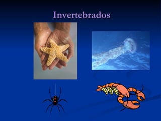 Invertebrados 