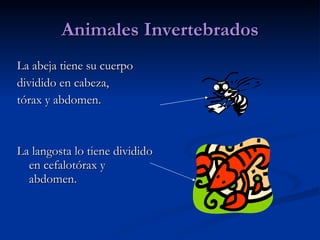 Animales Invertebrados La abeja tiene su cuerpo dividido en cabeza,  tórax y abdomen. La langosta lo tiene dividido en cefalotórax y abdomen. 