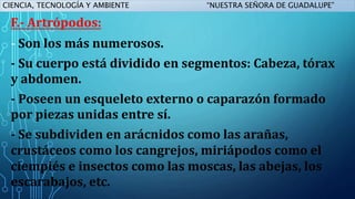 Invertebrados 2 | PPTX
