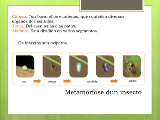 Cabeza. Ten boca, ollos e antenas, que conteñen diversos
órganos dos sentidos.
Tórax. Del saen as ás e as patas.
Abdome. Está dividido en varios segmentos.
Os insectos son ovíparos
Metamorfose dun insecto
 