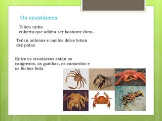 Os crustáceos
Teñen unha
cuberta que adoita ser bastante dura.
Teñen antenas e moitos deles teñen
dez patas
Entre os crustáceos están os
cangrexos, as gambas, os camaróns e
os bichos bóla
 