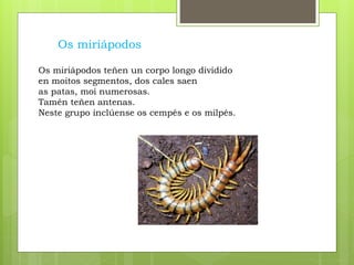 Os miriápodos
Os miriápodos teñen un corpo longo dividido
en moitos segmentos, dos cales saen
as patas, moi numerosas.
Tamén teñen antenas.
Neste grupo inclúense os cempés e os milpés.
 