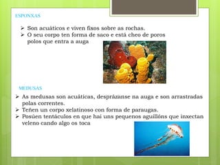ESPONXAS
 Son acuáticos e viven fixos sobre as rochas.
 O seu corpo ten forma de saco e está cheo de poros
polos que entra a auga
MEDUSAS
 As medusas son acuáticas, desprázanse na auga e son arrastradas
polas correntes.
 Teñen un corpo xelatinoso con forma de paraugas.
 Posúen tentáculos en que hai uns pequenos aguillóns que inxectan
veleno cando algo os toca
 