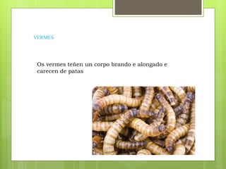 VERMES
Os vermes teñen un corpo brando e alongado e
carecen de patas
 