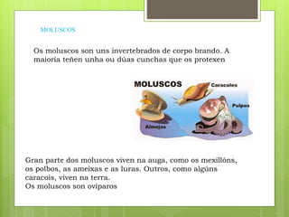 MOLUSCOS
Os moluscos son uns invertebrados de corpo brando. A
maioría teñen unha ou dúas cunchas que os protexen
Gran parte dos moluscos viven na auga, como os mexillóns,
os polbos, as ameixas e as luras. Outros, como algúns
caracois, viven na terra.
Os moluscos son ovíparos
 