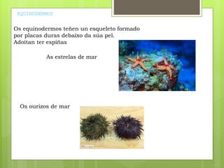 EQUINODERMOS
Os equinodermos teñen un esqueleto formado
por placas duras debaixo da súa pel.
Adoitan ter espiñas
As estrelas de mar
Os ourizos de mar
 