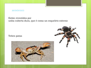 ARTRÓPODOS
Están revestidos por
unha cuberta dura, que é coma un esqueleto externo
Teñen patas
 