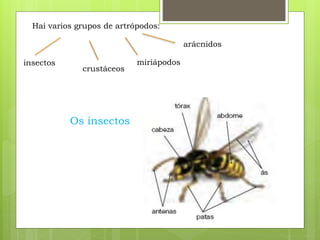 Hai varios grupos de artrópodos:
Os insectos
insectos
crustáceos
miriápodos
arácnidos
 