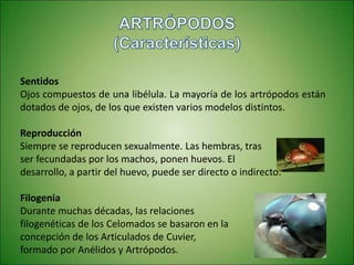 Sentidos
Ojos compuestos de una libélula. La mayoría de los artrópodos están
dotados de ojos, de los que existen varios modelos distintos.
Reproducción
Siempre se reproducen sexualmente. Las hembras, tras
ser fecundadas por los machos, ponen huevos. El
desarrollo, a partir del huevo, puede ser directo o indirecto.
Filogenia
Durante muchas décadas, las relaciones
filogenéticas de los Celomados se basaron en la
concepción de los Articulados de Cuvier,
formado por Anélidos y Artrópodos.
 