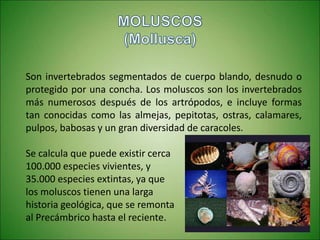 Son invertebrados segmentados de cuerpo blando, desnudo o
protegido por una concha. Los moluscos son los invertebrados
más numerosos después de los artrópodos, e incluye formas
tan conocidas como las almejas, pepitotas, ostras, calamares,
pulpos, babosas y un gran diversidad de caracoles.
Se calcula que puede existir cerca
100.000 especies vivientes, y
35.000 especies extintas, ya que
los moluscos tienen una larga
historia geológica, que se remonta
al Precámbrico hasta el reciente.
 